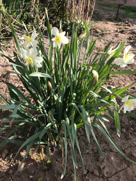 16.04.2018 - Narcise