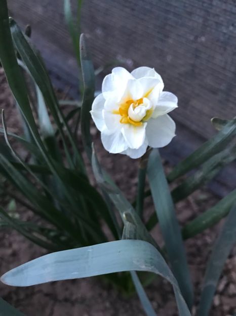 16.04.2018 - Narcise