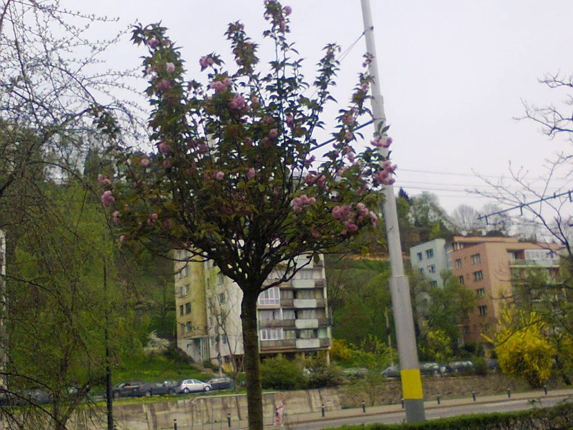 Fotografie3768 - 2018 Duminica cu nenumărate activități în frumosul Cluj-N