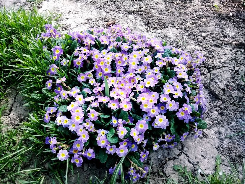  - Primăvara 2018