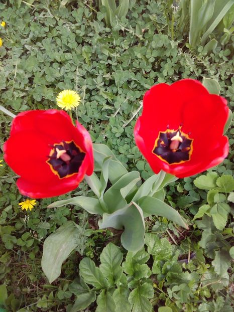  - AAAAA_LALELE 2016_2017_2018_2019