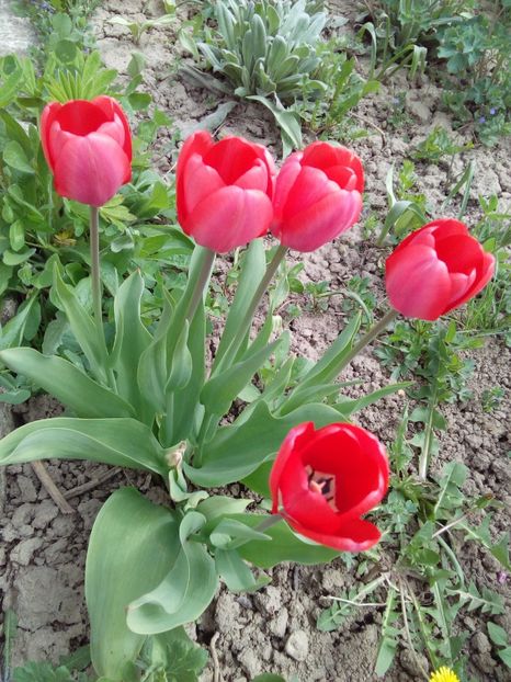  - AAAAA_LALELE 2016_2017_2018_2019