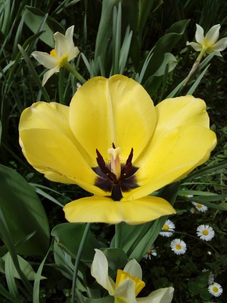  - AAAAA_LALELE 2016_2017_2018_2019