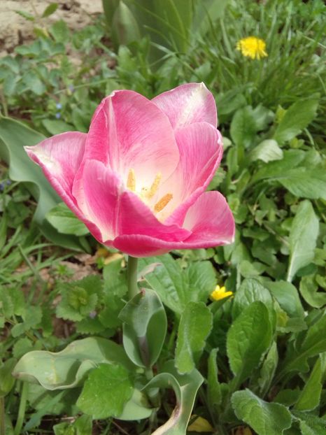  - AAAAA_LALELE 2016_2017_2018_2019