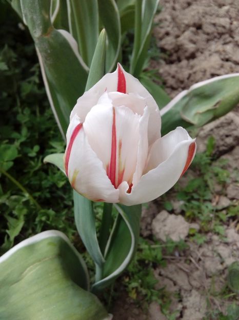  - AAAAA_LALELE 2016_2017_2018_2019