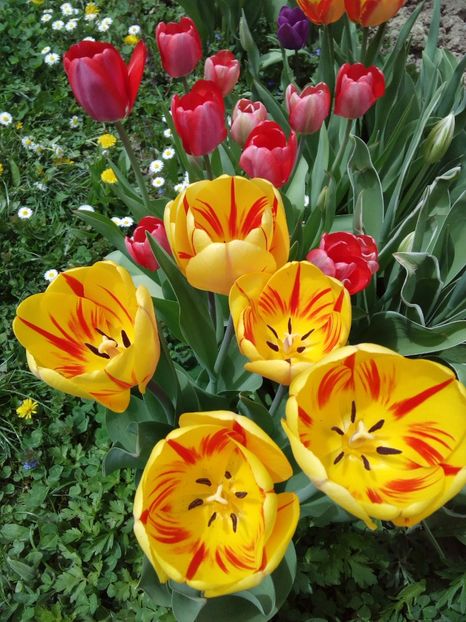  - AAAAA_LALELE 2016_2017_2018_2019