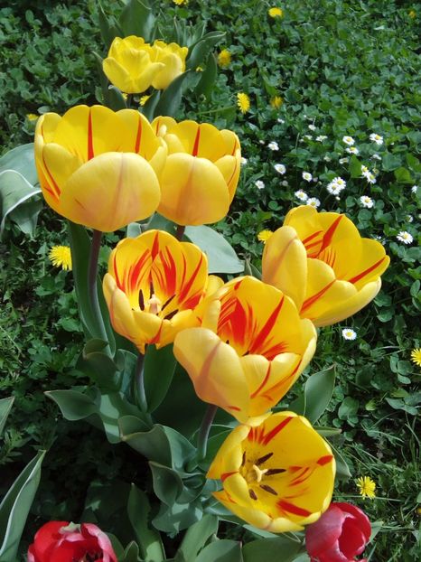  - AAAAA_LALELE 2016_2017_2018_2019