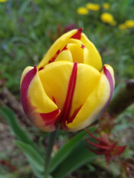  - AAAAA_LALELE 2016_2017_2018_2019