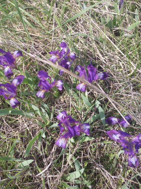  - Irisi de pe deal 2018