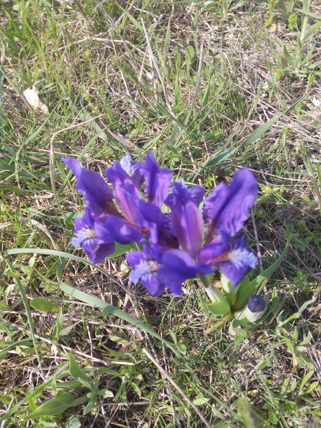  - Irisi de pe deal 2018