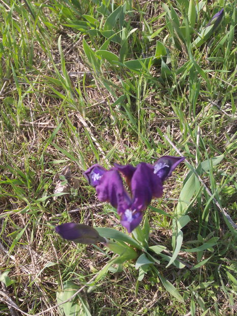  - Irisi de pe deal 2018