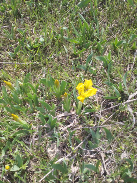  - Irisi de pe deal 2018