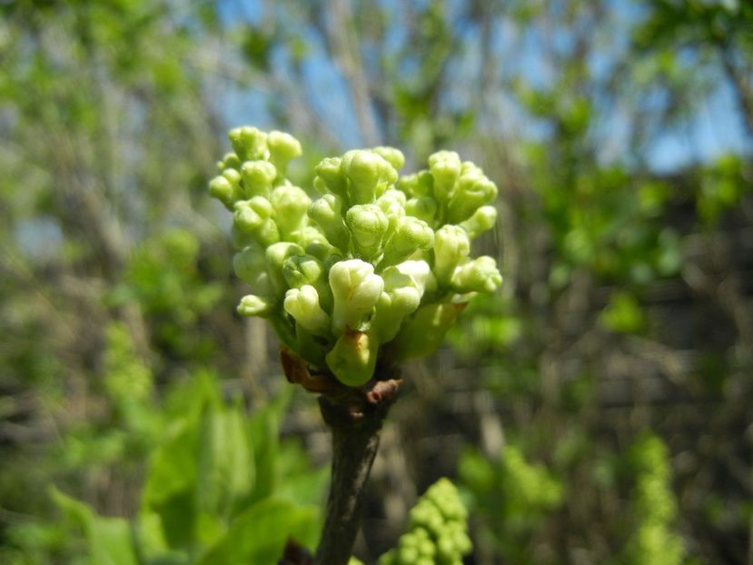 White Lilac Tree (2018, April 09) - Syringa vulgaris White