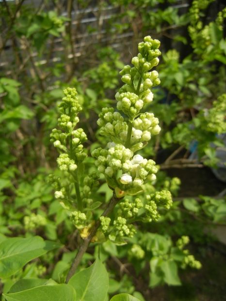 White Lilac Tree (2018, April 11) - Syringa vulgaris White