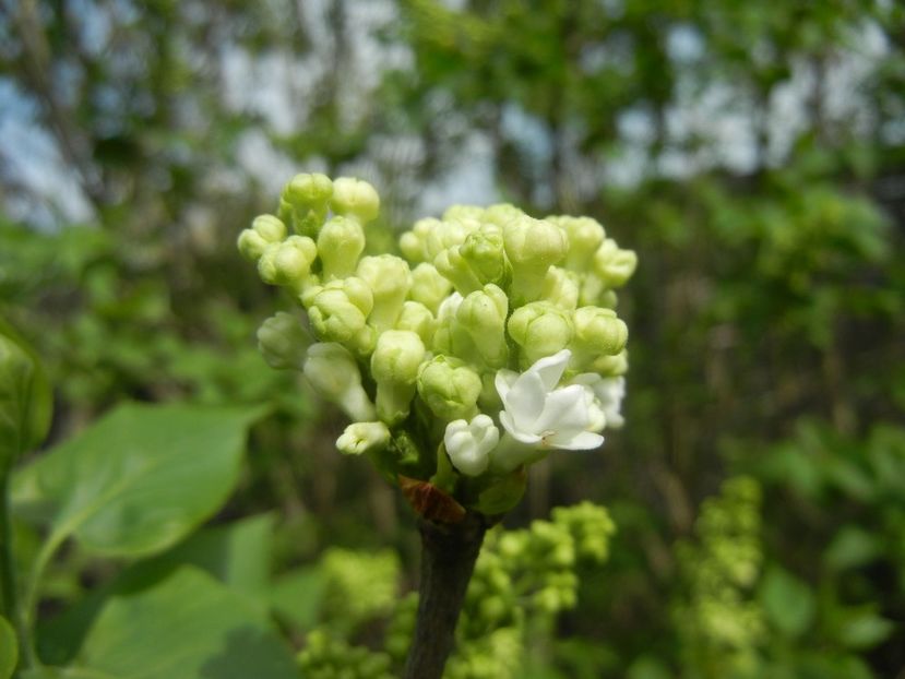 White Lilac Tree (2018, April 11) - Syringa vulgaris White