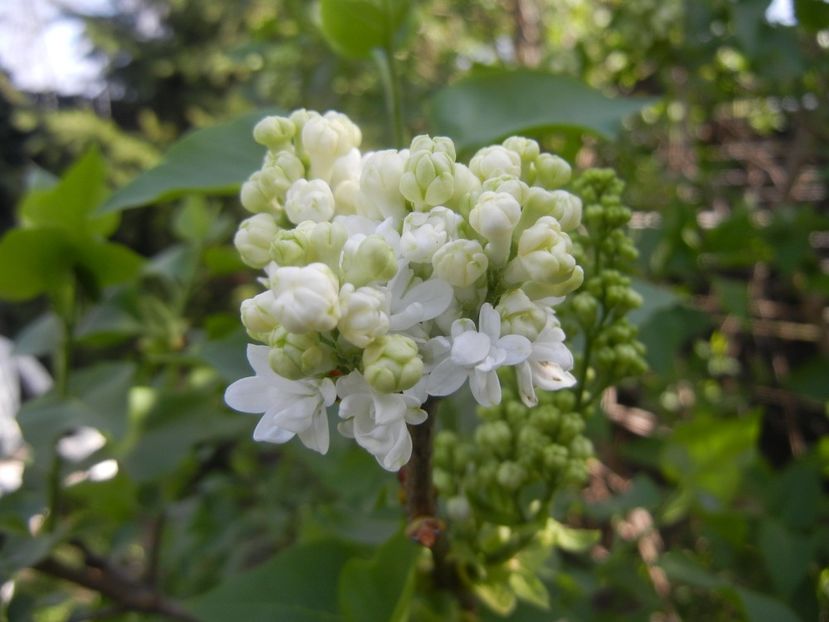 White Lilac Tree (2018, April 13) - Syringa vulgaris White