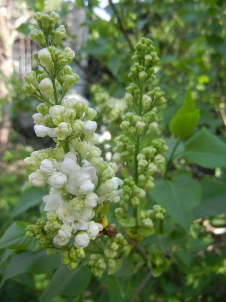 White Lilac Tree (2018, April 13) - Syringa vulgaris White