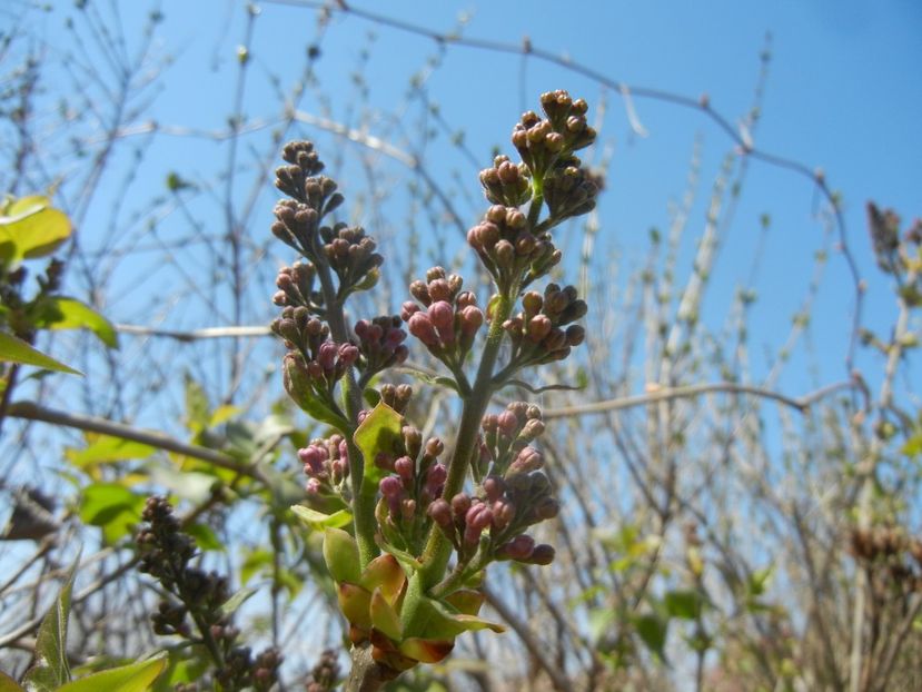 Syringa vulgaris_Lilac (2018, April 09) - Syringa vulgaris Lilac