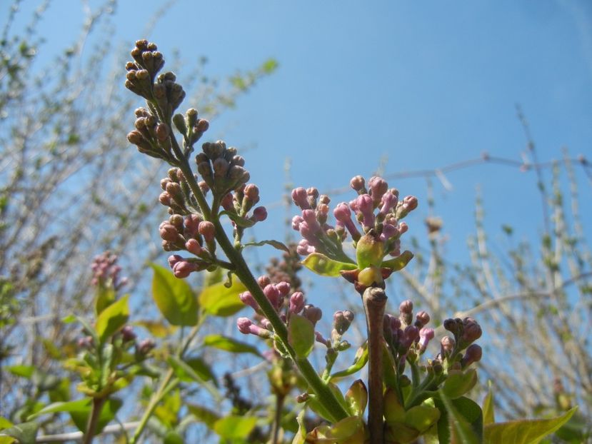 Syringa vulgaris_Lilac (2018, April 10) - Syringa vulgaris Lilac
