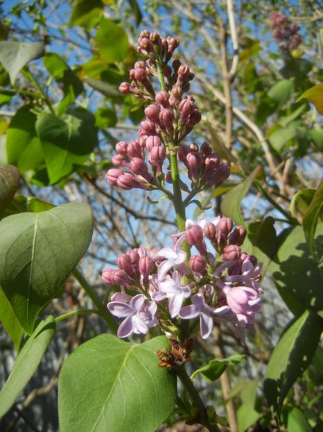 Syringa vulgaris_Lilac (2018, April 13) - Syringa vulgaris Lilac