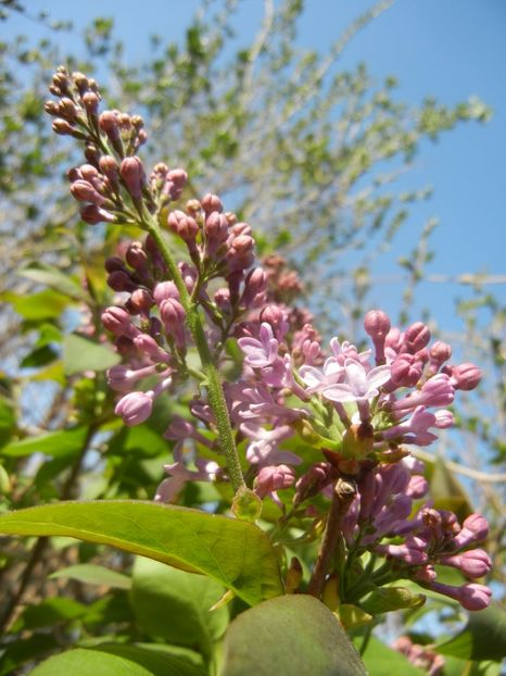 Syringa vulgaris_Lilac (2018, April 13) - Syringa vulgaris Lilac
