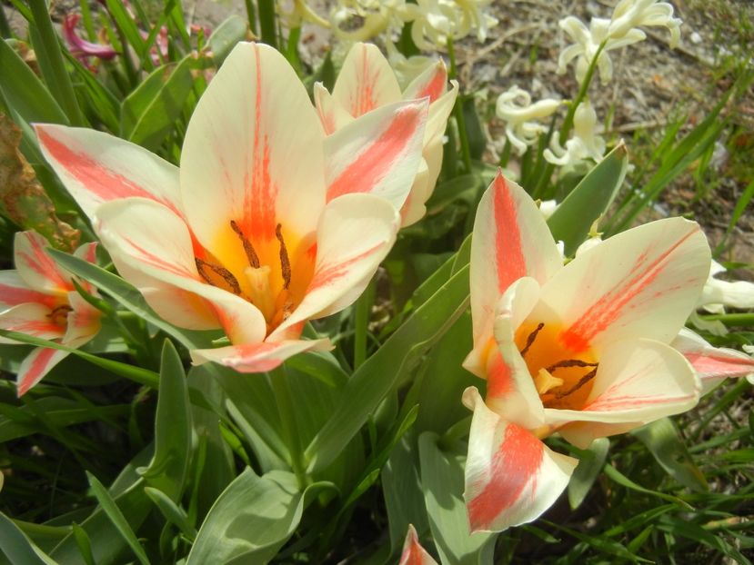 Tulipa Quebec (2018, April 11) - Tulipa Quebec