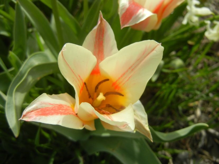 Tulipa Quebec (2018, April 11) - Tulipa Quebec