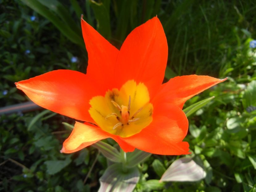Tulipa Juan (2018, April 10) - Tulipa Juan