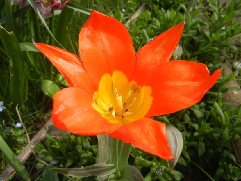 Tulipa Juan (2018, April 11) - Tulipa Juan