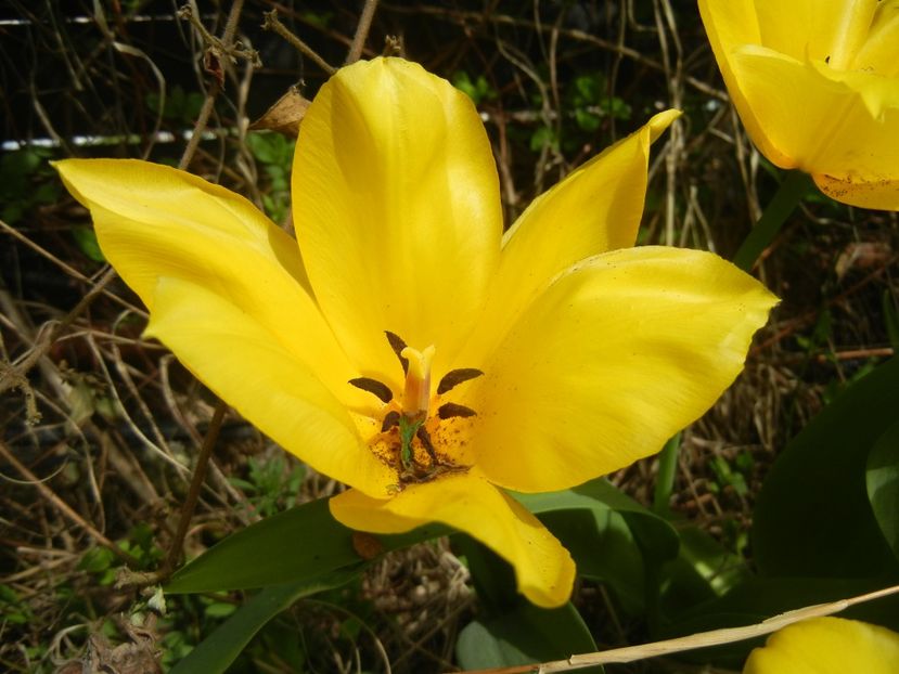 Tulipa Candela (2018, April 11) - Tulipa Candela