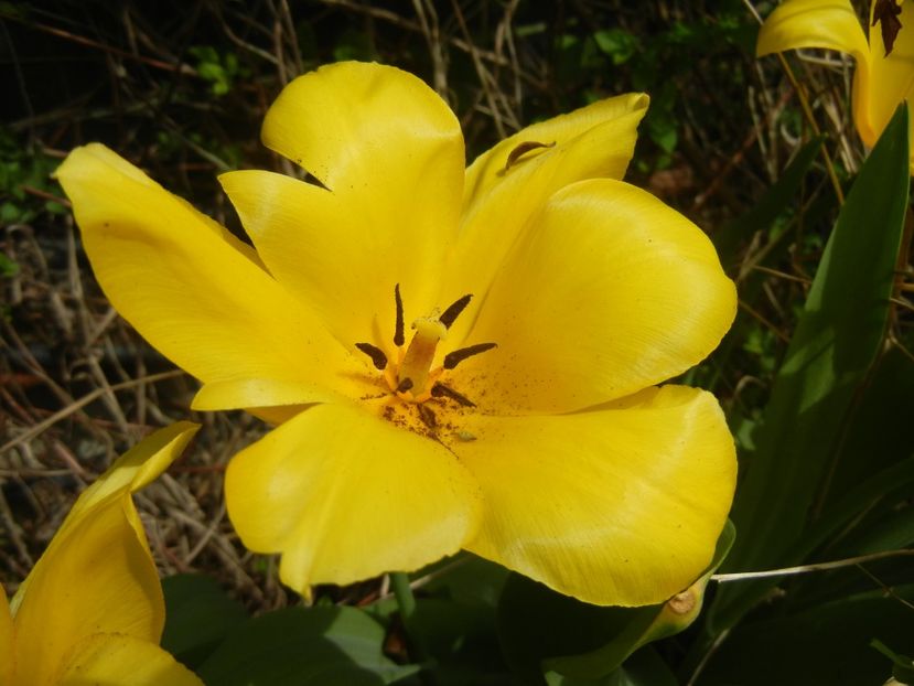 Tulipa Candela (2018, April 11) - Tulipa Candela