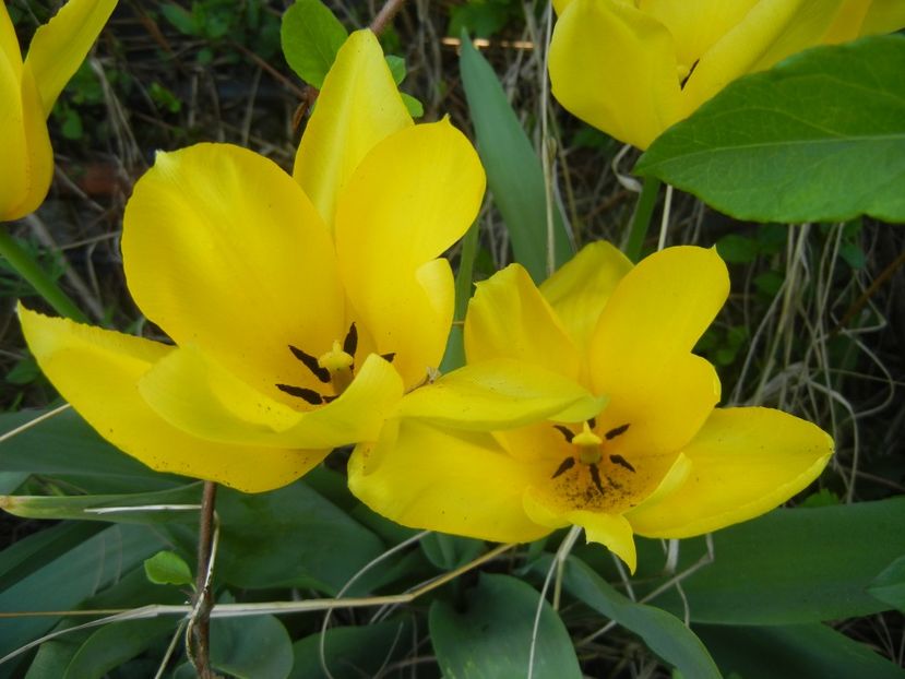 Tulipa Candela (2018, April 13) - Tulipa Candela