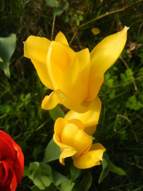 Tulipa Candela (2018, April 13) - Tulipa Candela
