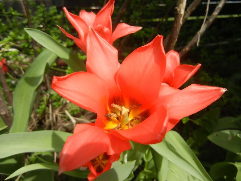 Tulipa Toronto (2018, April 11) - Tulipa Toronto