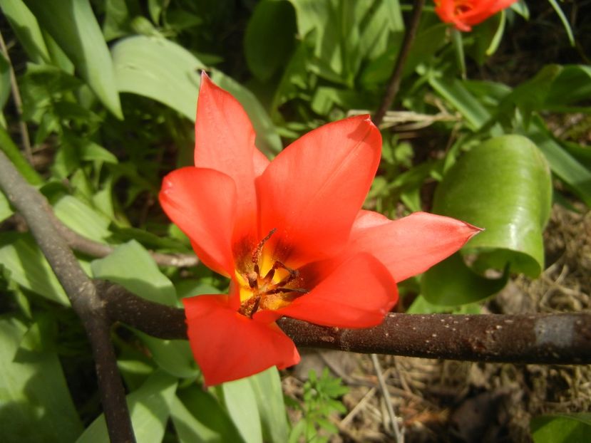 Tulipa Toronto (2018, April 11) - Tulipa Toronto