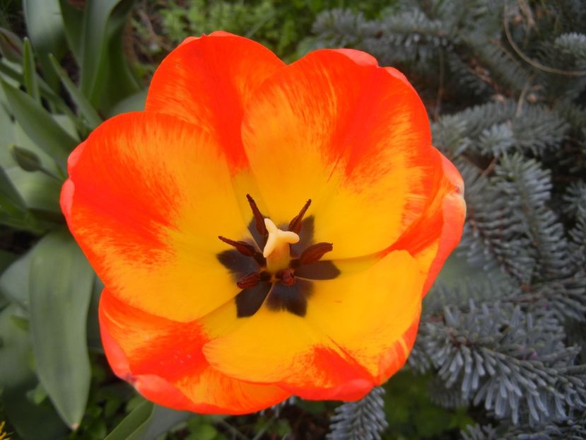 Tulipa Orange Bowl (2018, April 12) - Tulipa Orange Bowl