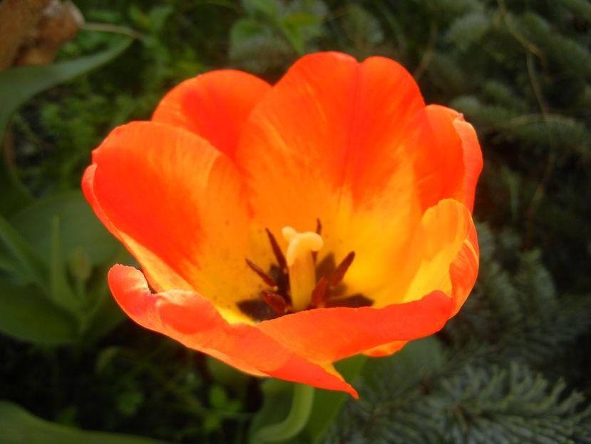 Tulipa Orange Bowl (2018, April 12) - Tulipa Orange Bowl