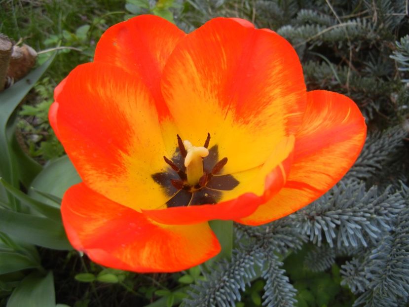 Tulipa Orange Bowl (2018, April 13) - Tulipa Orange Bowl