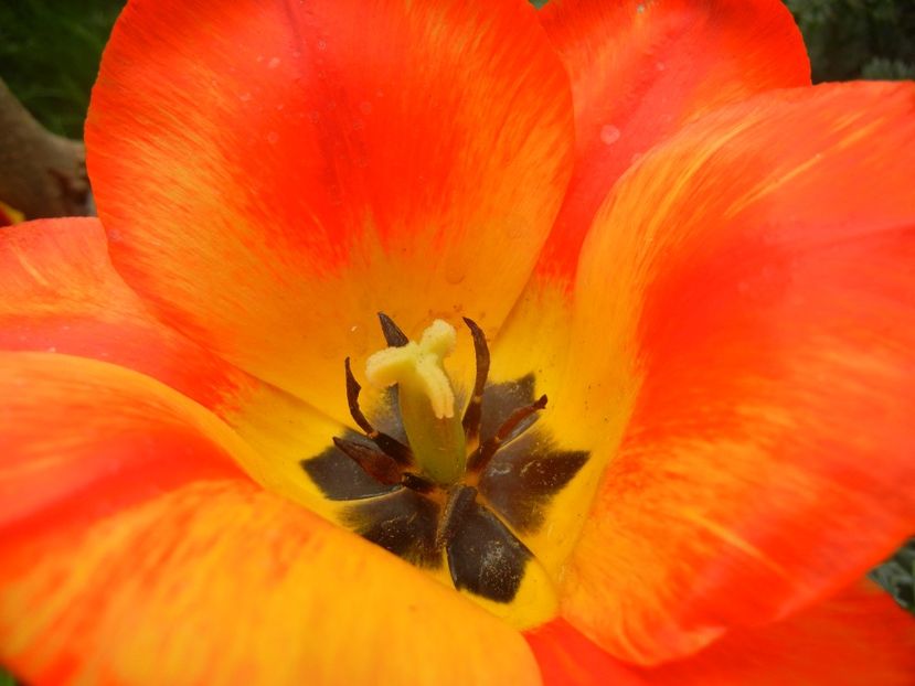 Tulipa Orange Bowl (2018, April 15) - Tulipa Orange Bowl