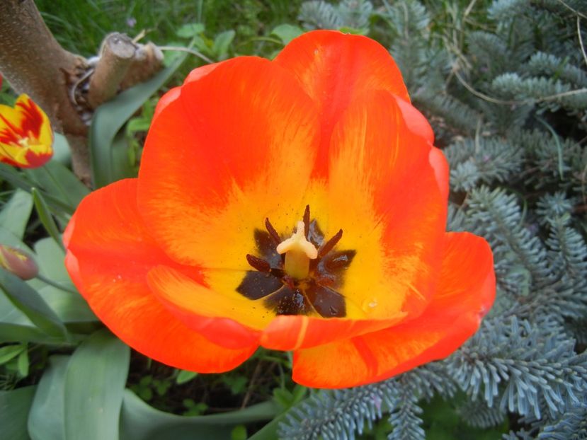 Tulipa Orange Bowl (2018, April 14) - Tulipa Orange Bowl