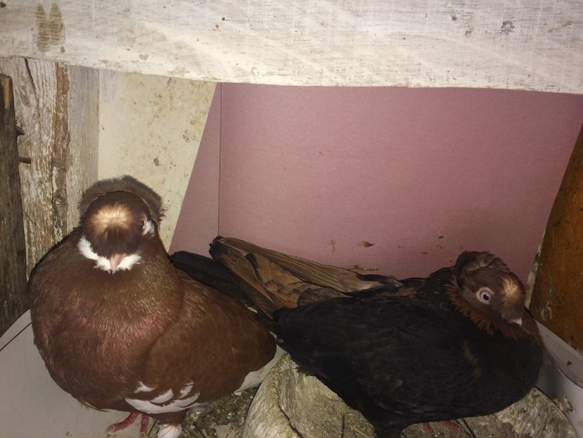  - 02 de prin volieră