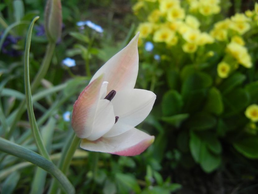 Tulipa Peppermint Stick (2018, April 13) - Tulipa Peppermint Stick
