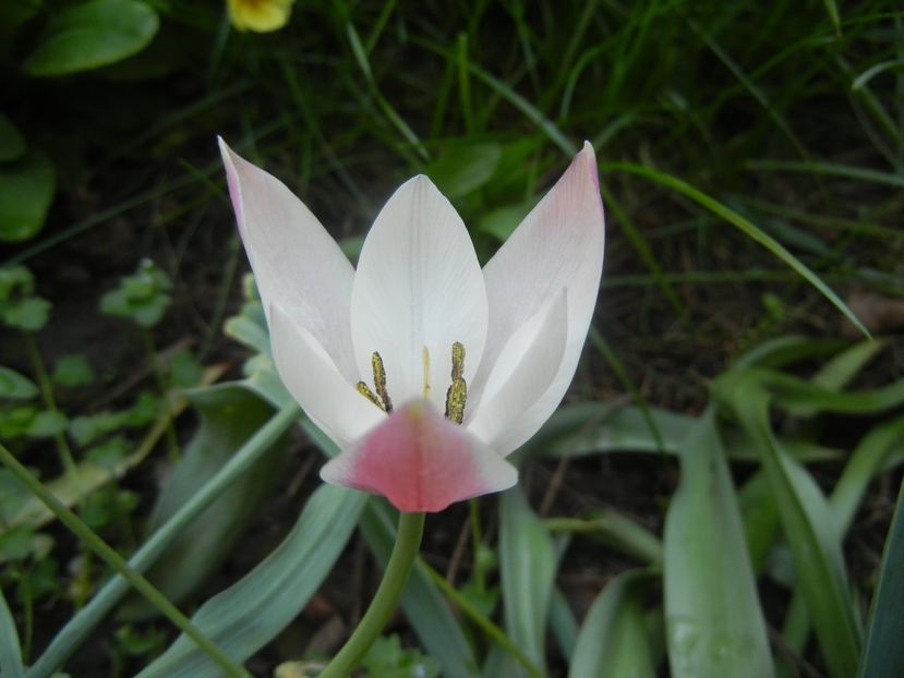 Tulipa Peppermint Stick (2018, April 14) - Tulipa Peppermint Stick