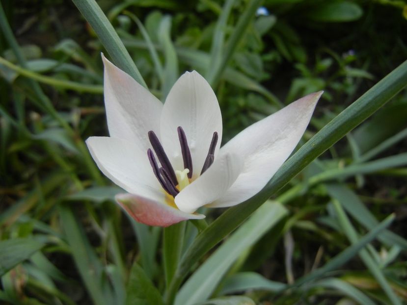 Tulipa Peppermint Stick (2018, April 14) - Tulipa Peppermint Stick