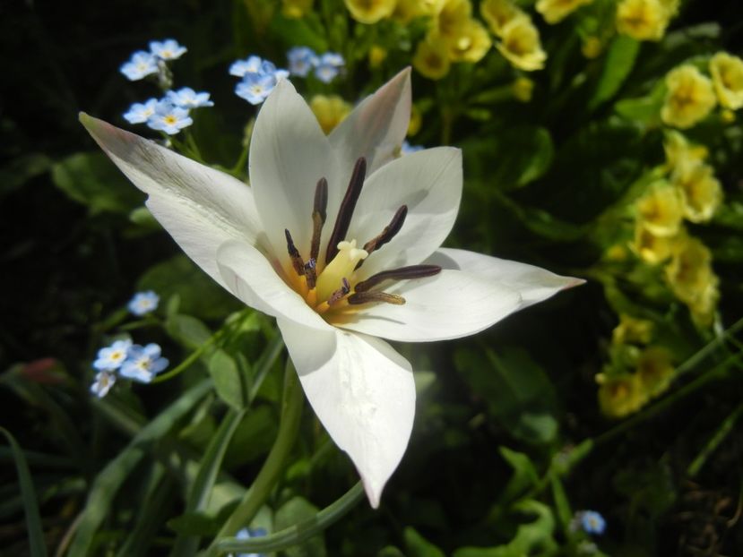 Tulipa Peppermint Stick (2018, April 14) - Tulipa Peppermint Stick