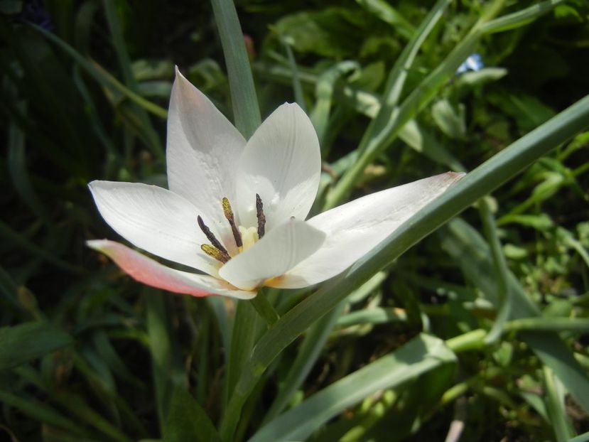 Tulipa Peppermint Stick (2018, April 14) - Tulipa Peppermint Stick