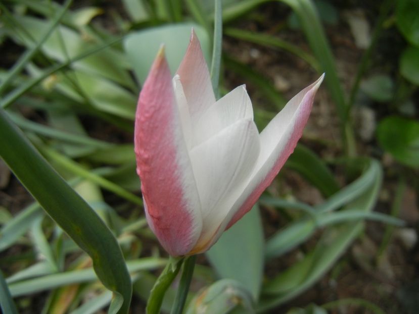 Tulipa Peppermint Stick (2018, April 15) - Tulipa Peppermint Stick