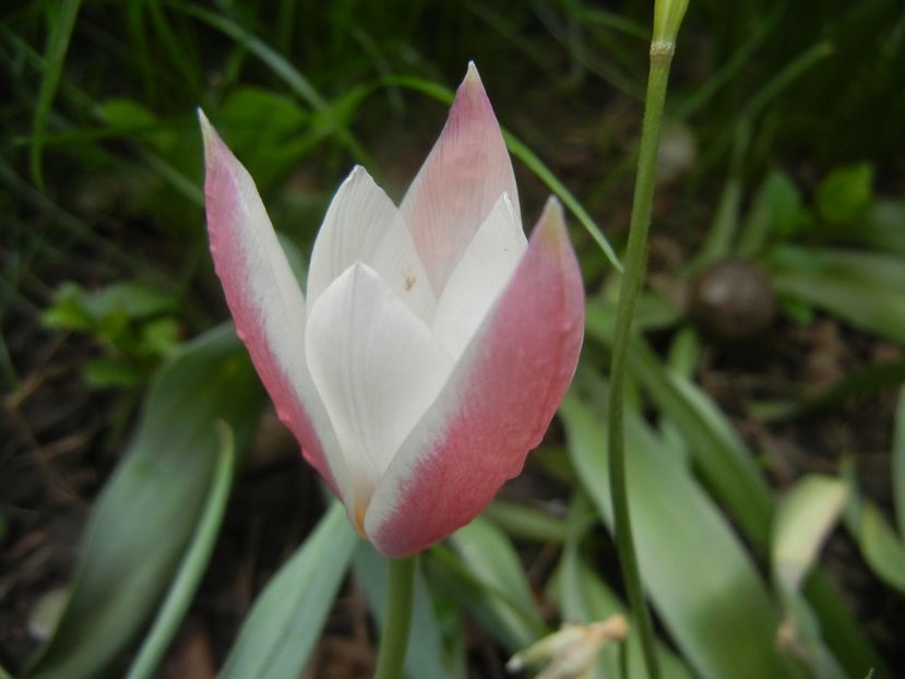 Tulipa Peppermint Stick (2018, April 15) - Tulipa Peppermint Stick