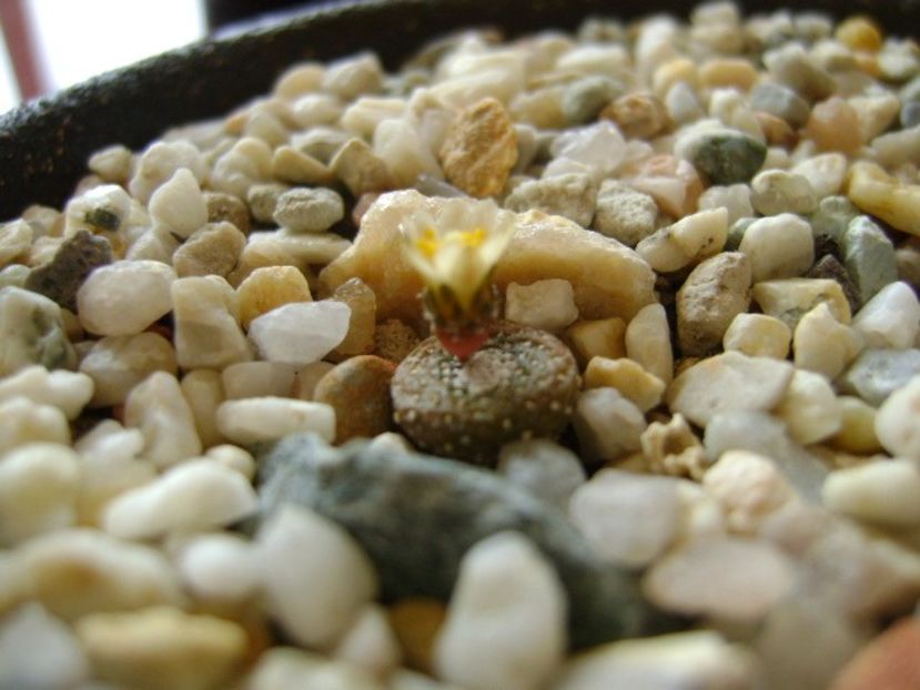 Blossfeldia lilliputana v. minima - Cactusi 2018