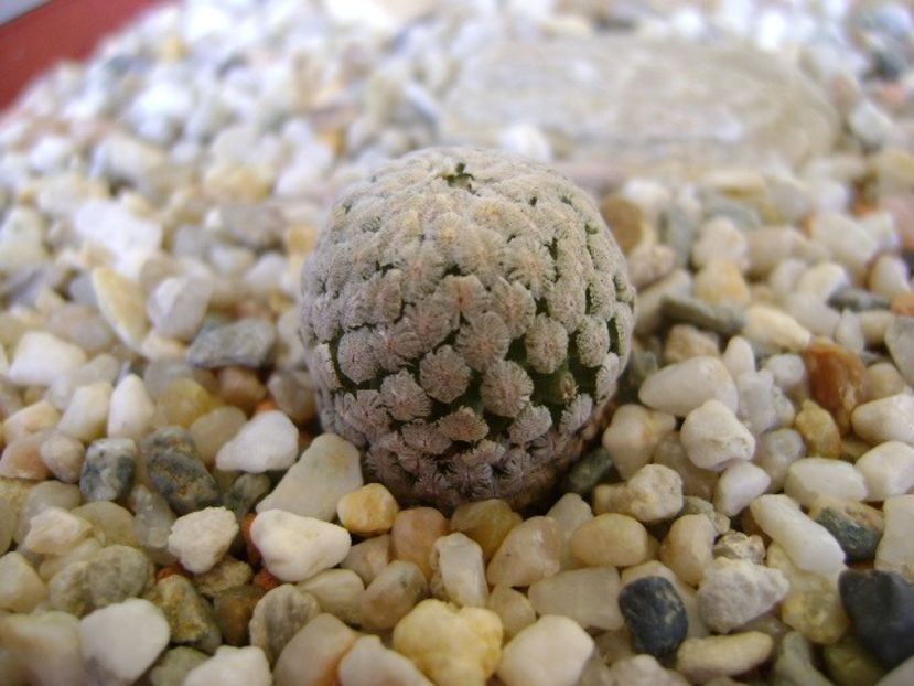 Turbinicarpus valdezianus v. albiflorus Matehuala, SLP - Cactusi 2018